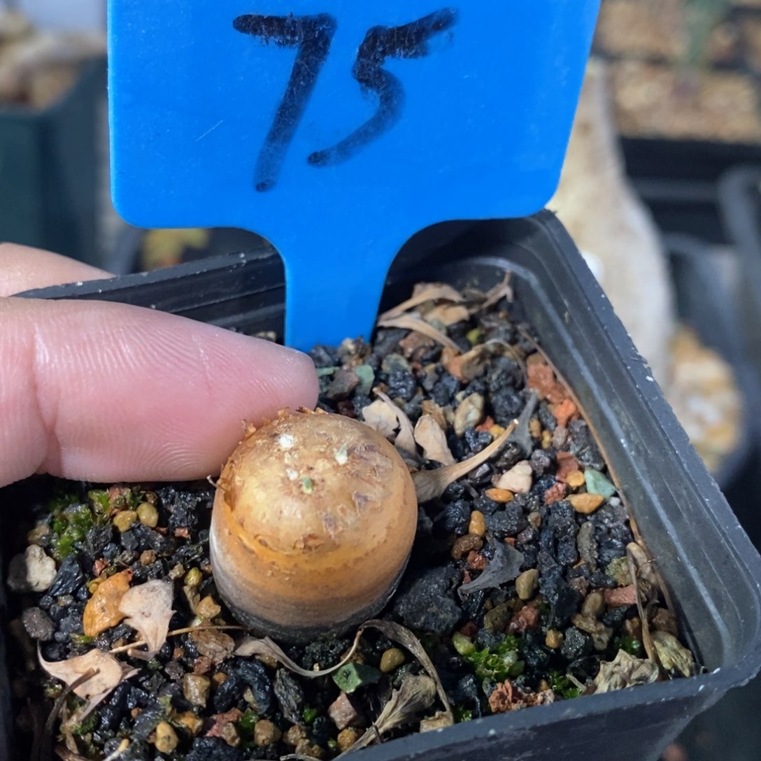 产地格加厚敦菊多肉植物