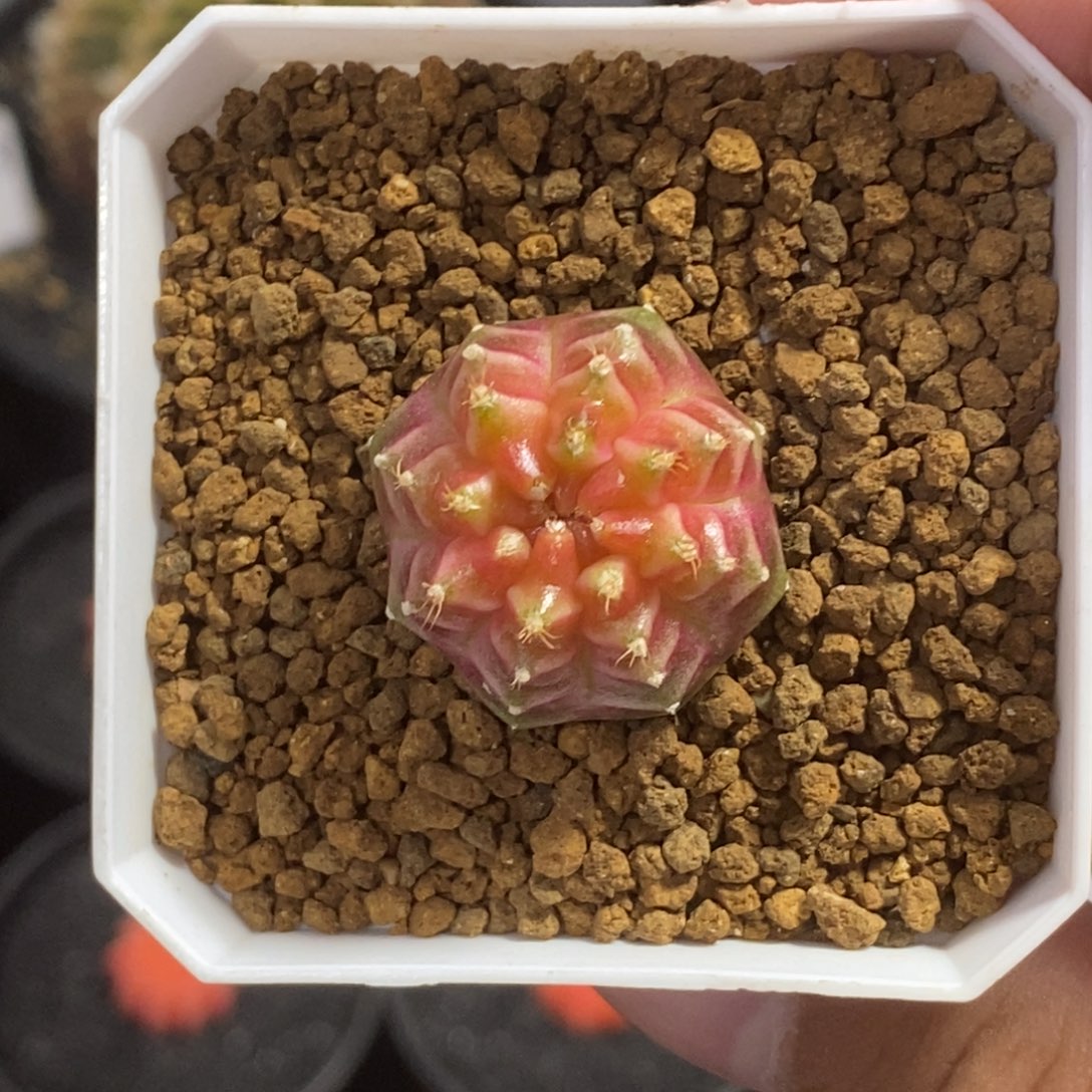 轮回—带盆土发货9