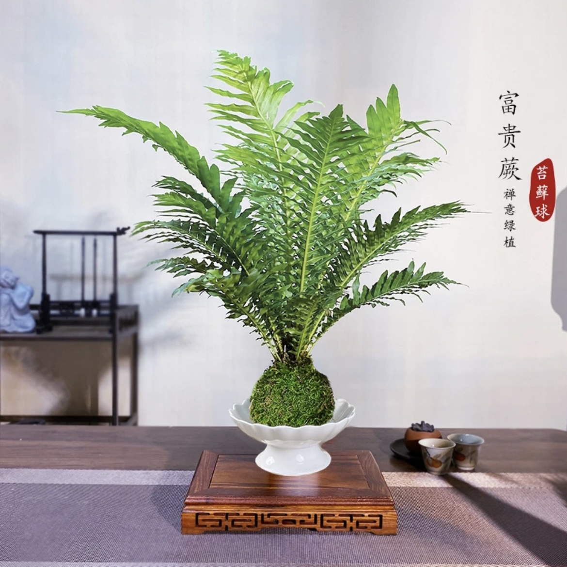 富贵蕨老桩苔藓球水培植物常青耐阴好养办公桌美观盆栽绿植物