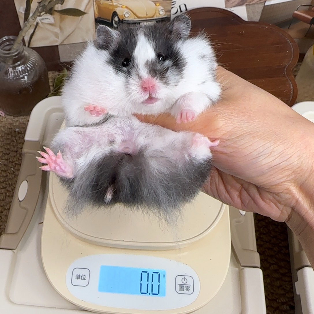 黑白眼线妹妹120g9.18