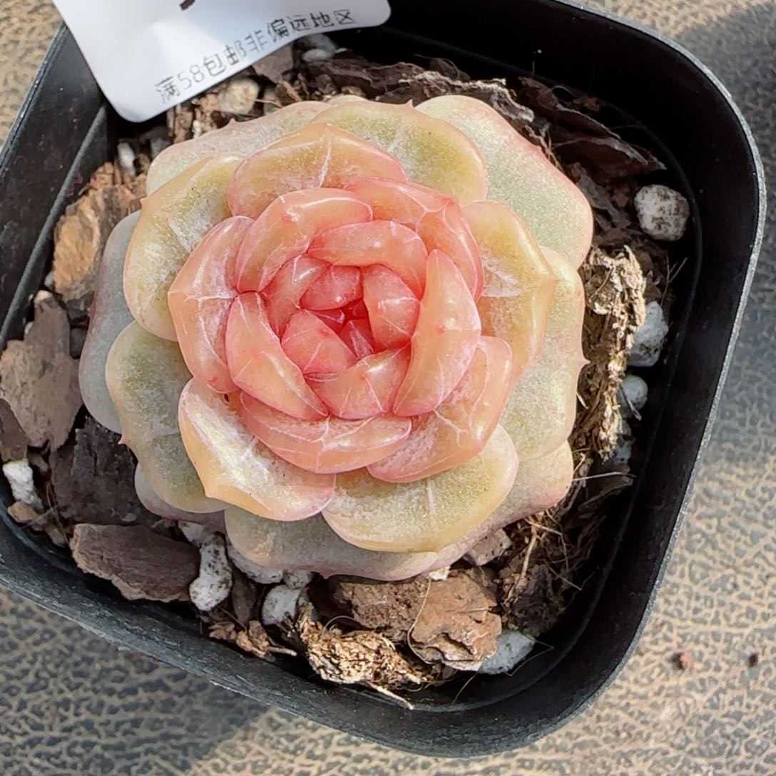 糖璃，9900多肉植物