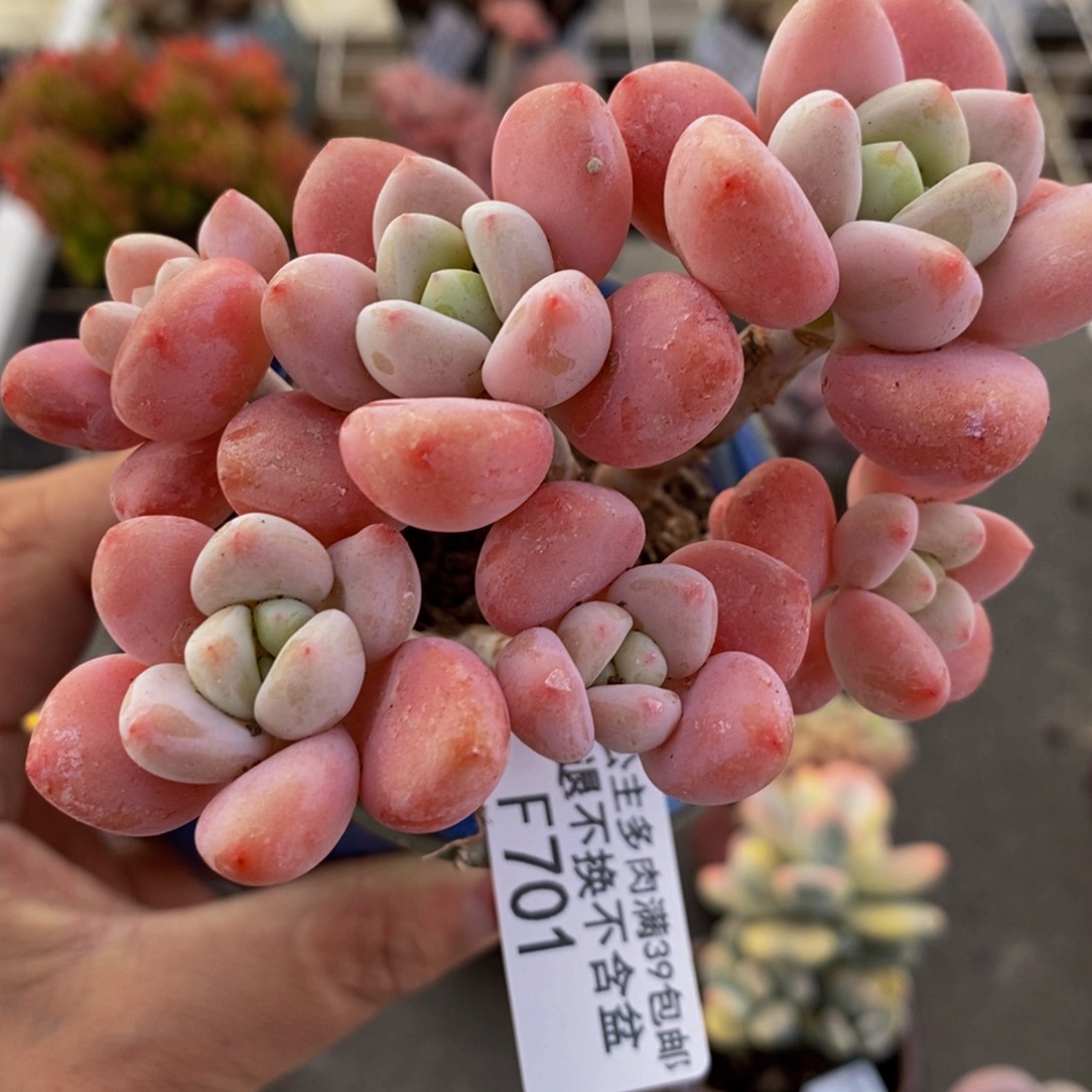 樱花洛神701/8c m