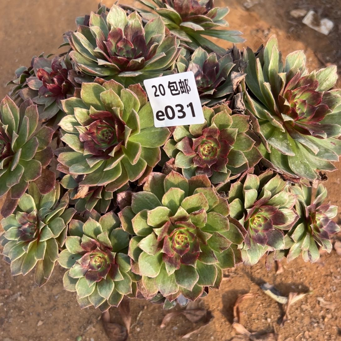 031红丝绒，满20包邮