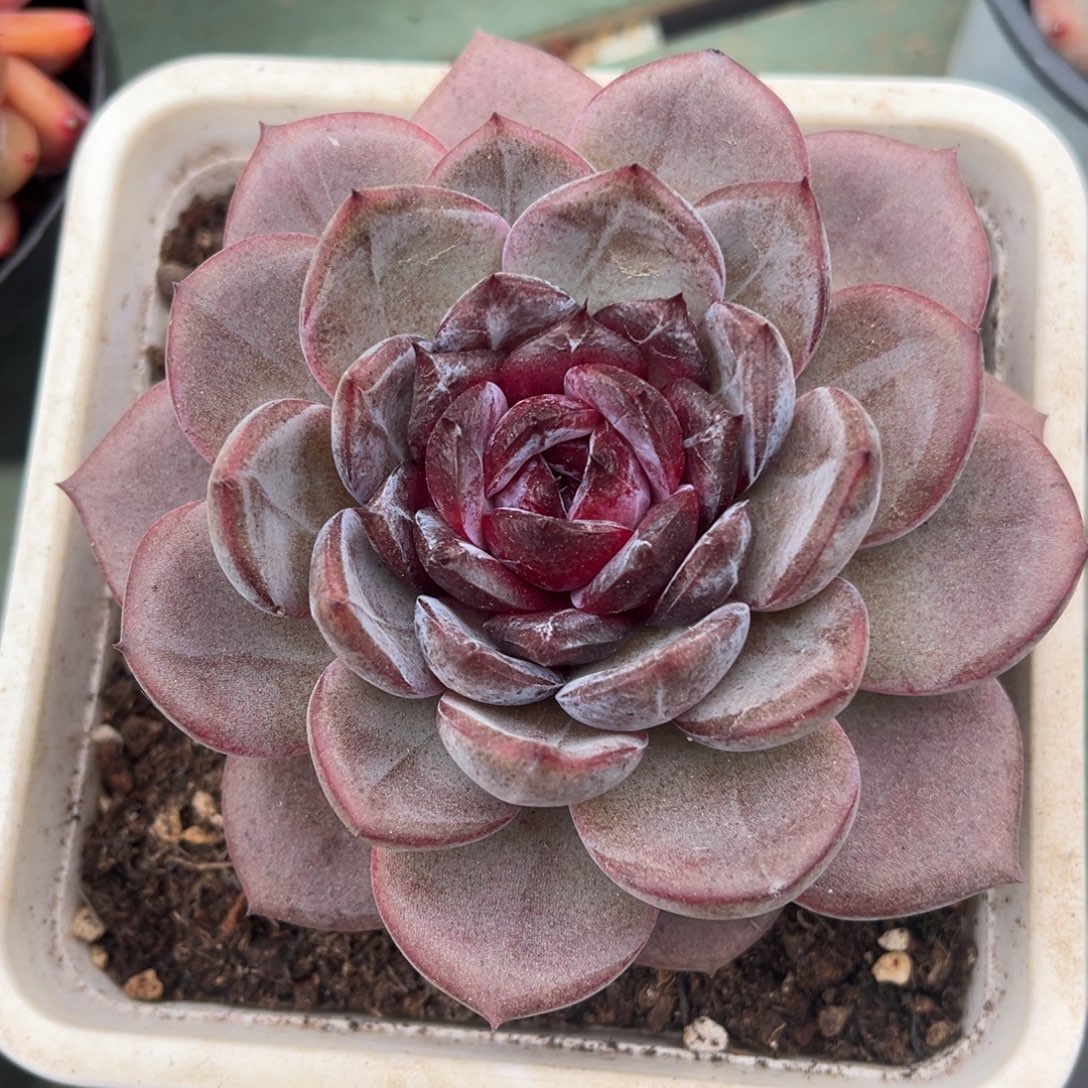 夜皇后美肉多肉植物