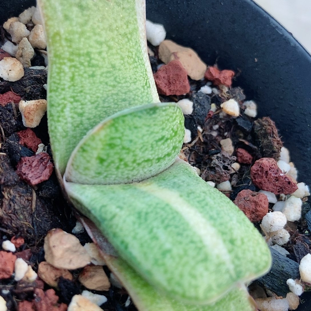 895短叶实生转带盆发货