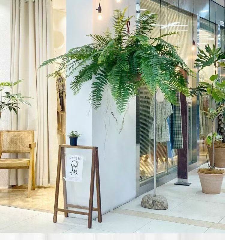 霸王蕨 波斯顿蕨 盆栽网红蕨类草本植物植物办公室绿植室内