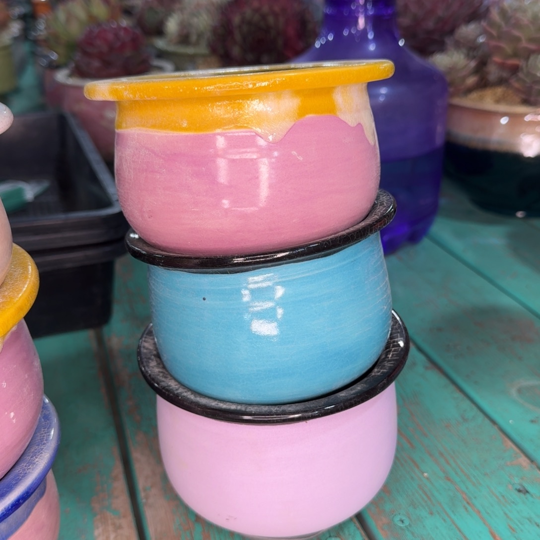 从前慢多肉精选编号0102.151