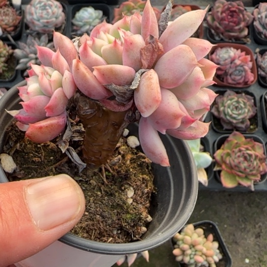 365绮罗锦多肉植物多