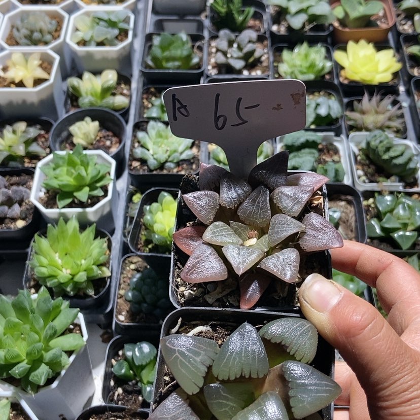 【闪购商品】65二个