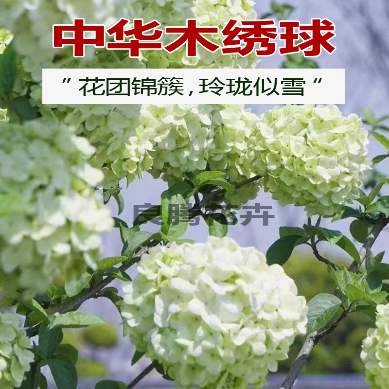 中华木绣球绣球花木本绣球大花斗球别墅盆栽地栽花卉树苗风景树