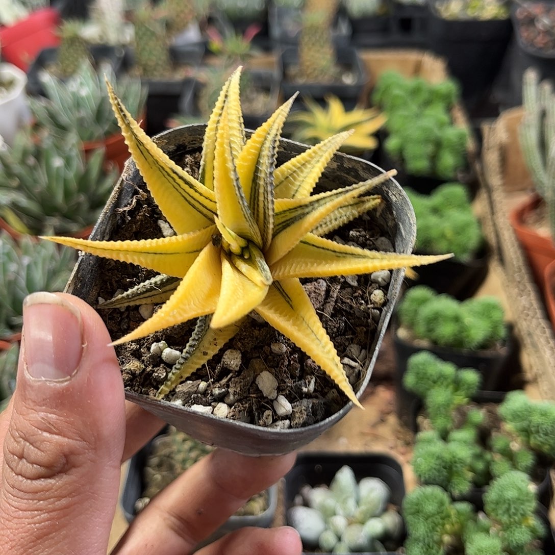 琉璃锦单头发货单头发