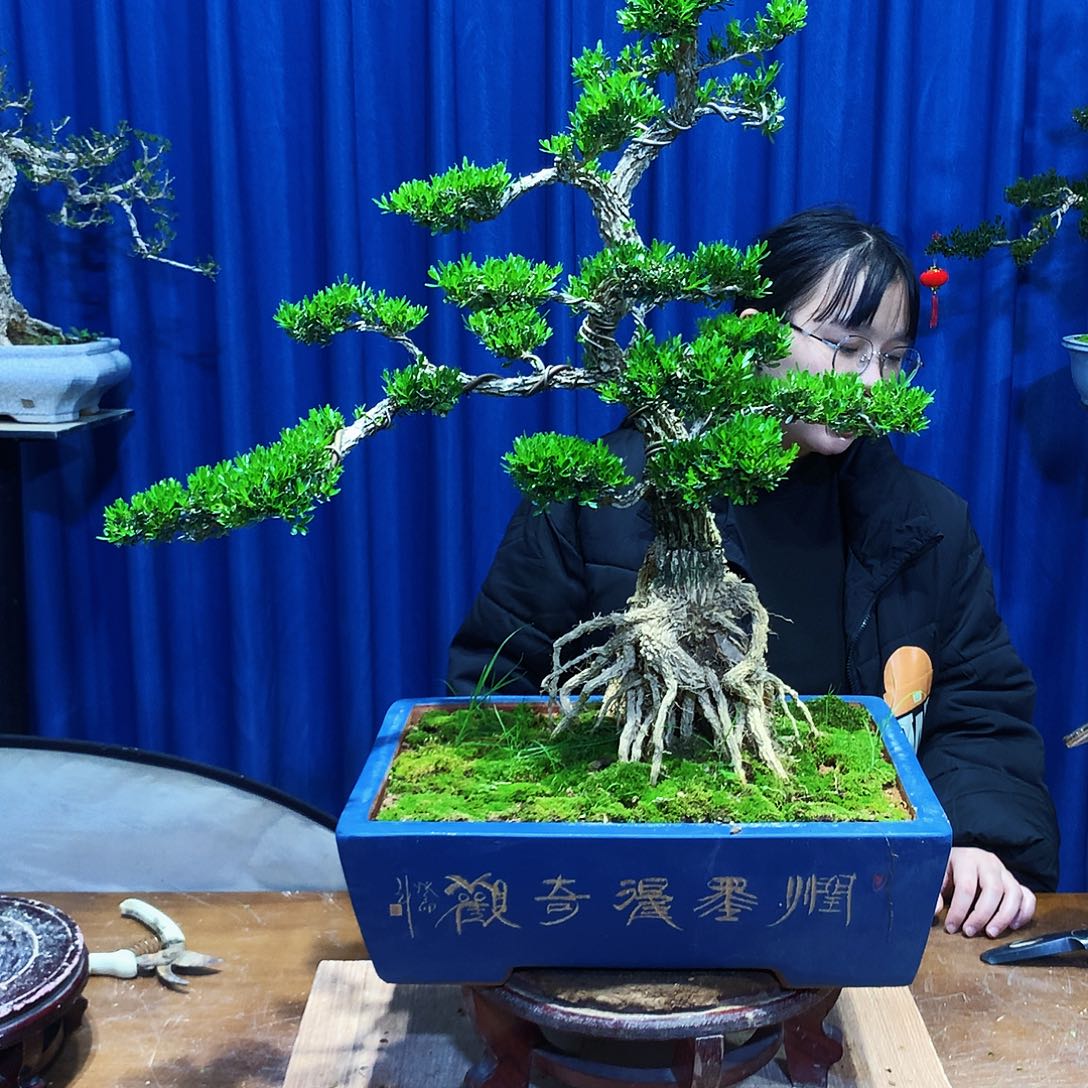 黄杨盆景一物一拍