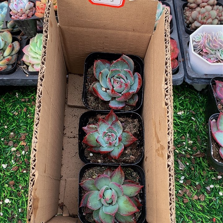 A325惊鸿仙子多肉