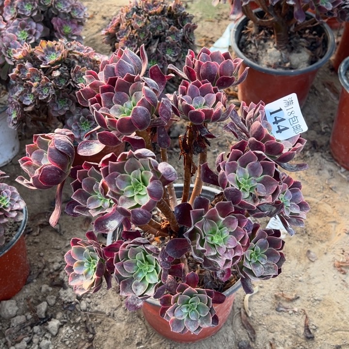 144金丝雀大绣球1号棚