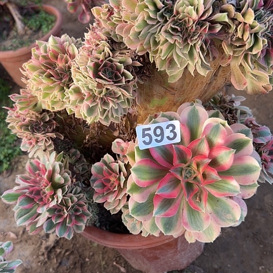 健***乐多肉植物一个女巫593