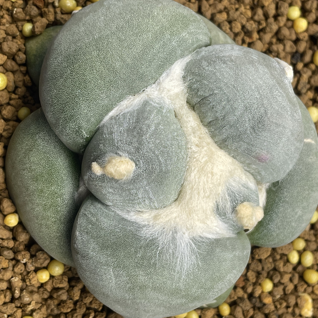 蛋u青瓷牡丹实生8.8cm4.5cm