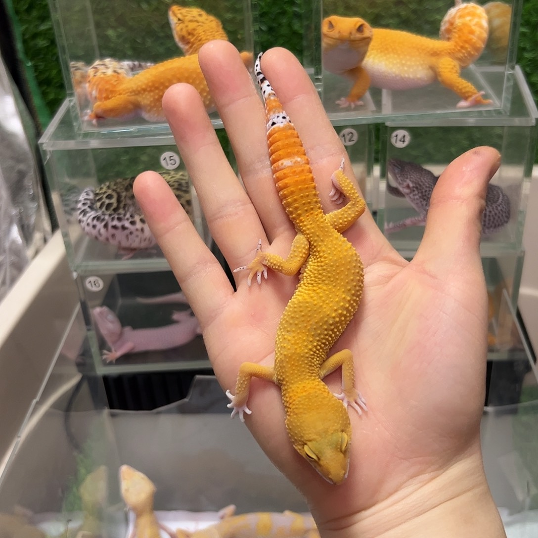 豹纹守宫豹纹守宫