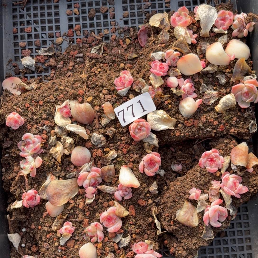 多肉植物多肉植物771