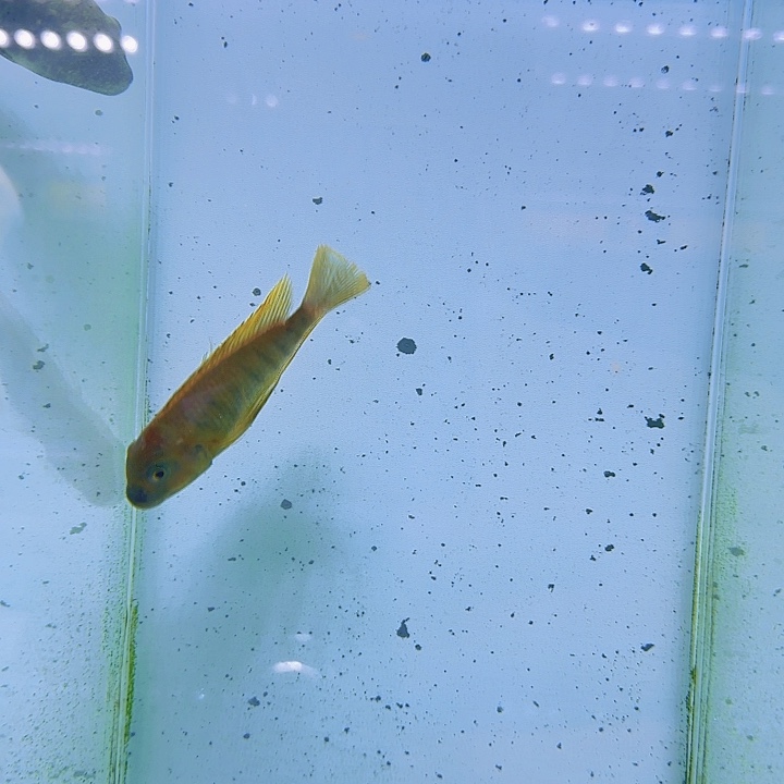 海水1052法母拉。        