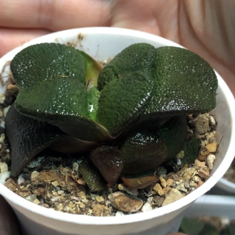 特宽军配蜗牛母本带2侧牙带盆发货