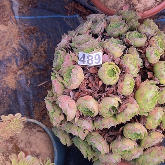 知***乐多肉植物一个撕拉碗