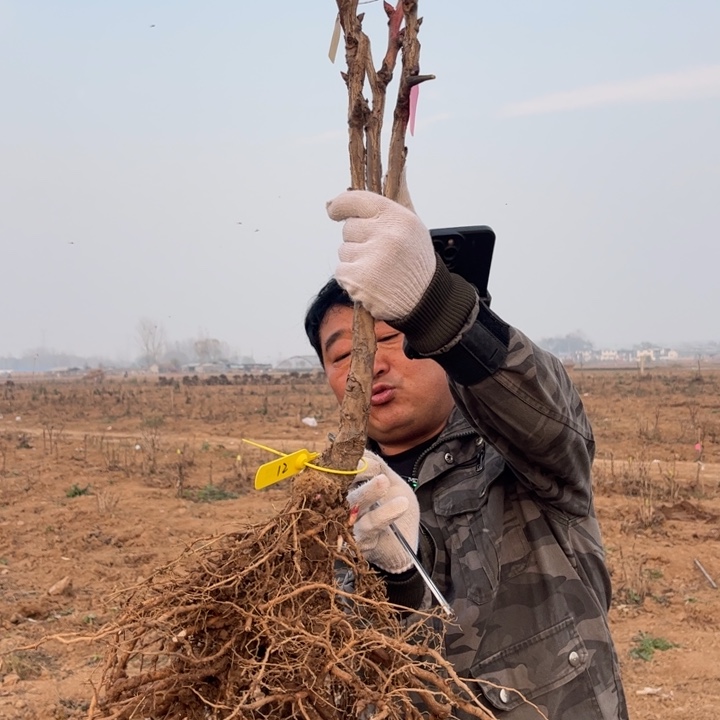 【闪购商品】当前无花栽培后可以开花黄冠19