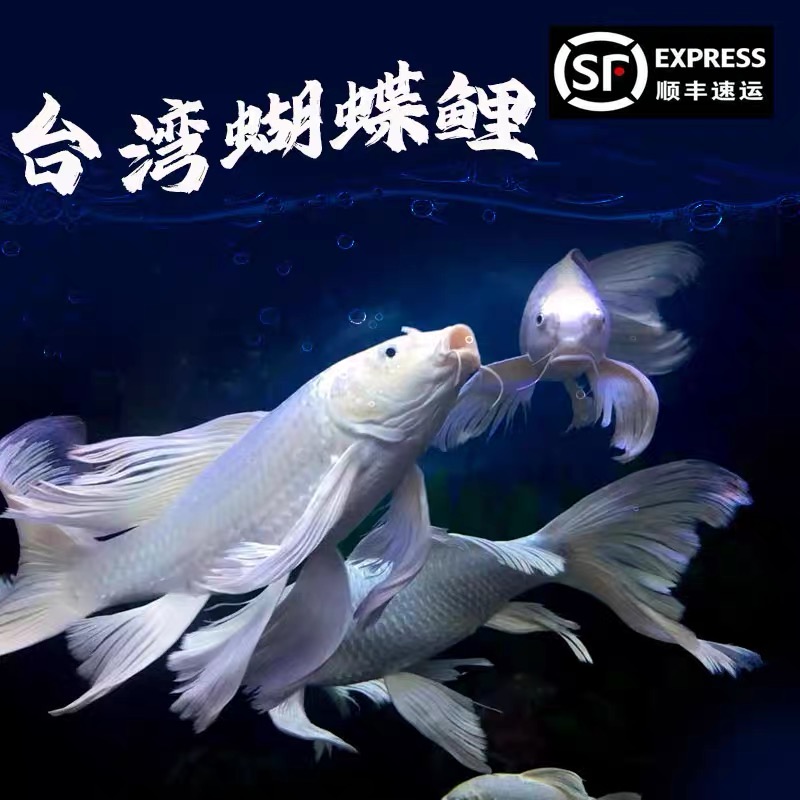 台湾纯种蝴蝶鲤贵妃体普身通体石膏白观赏鱼好养耐活活体发货