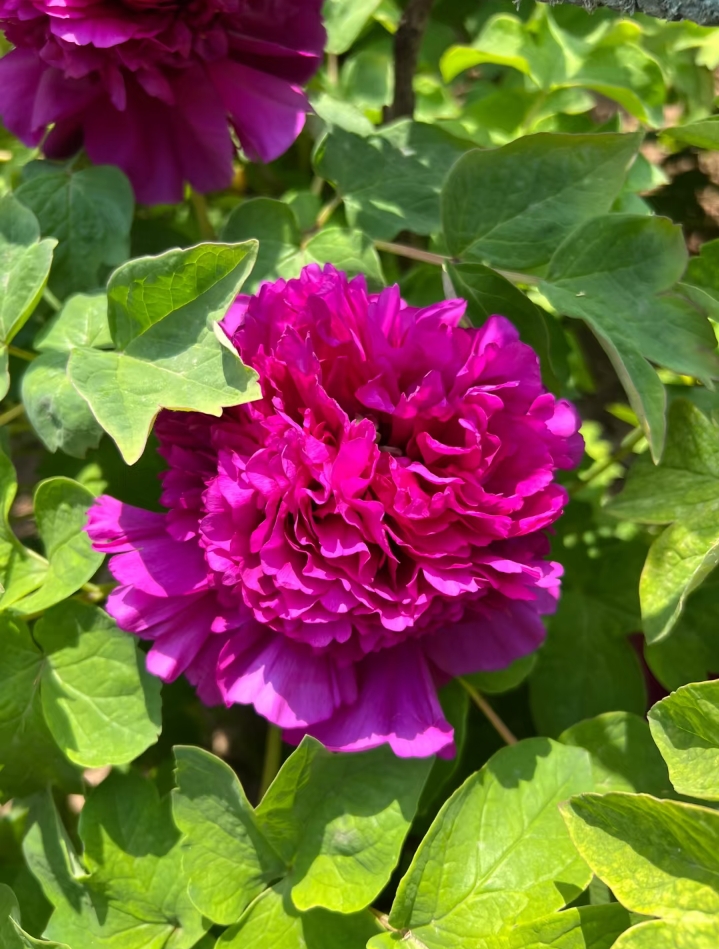 首案红 牡丹花苗菏泽基地直发