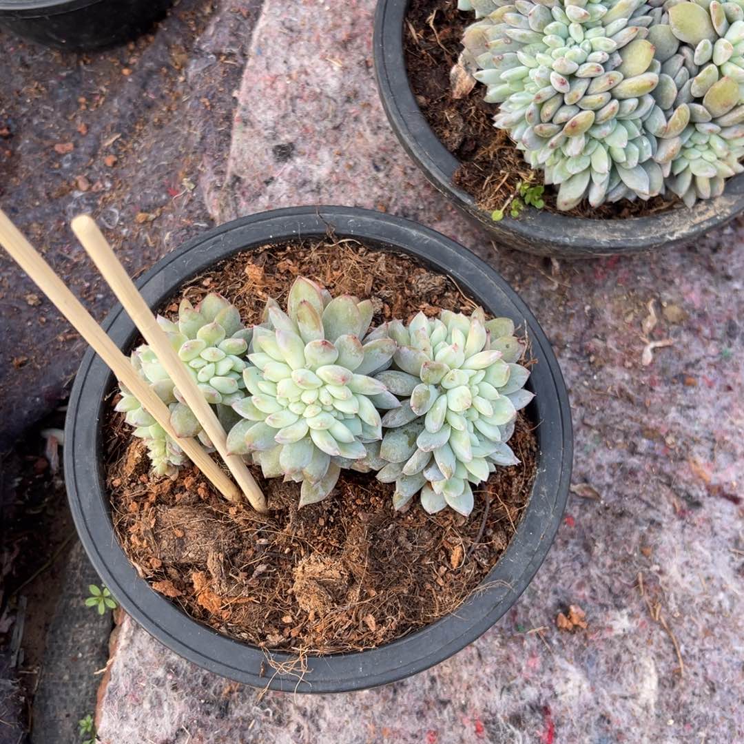 小***鱼4896689999888886999