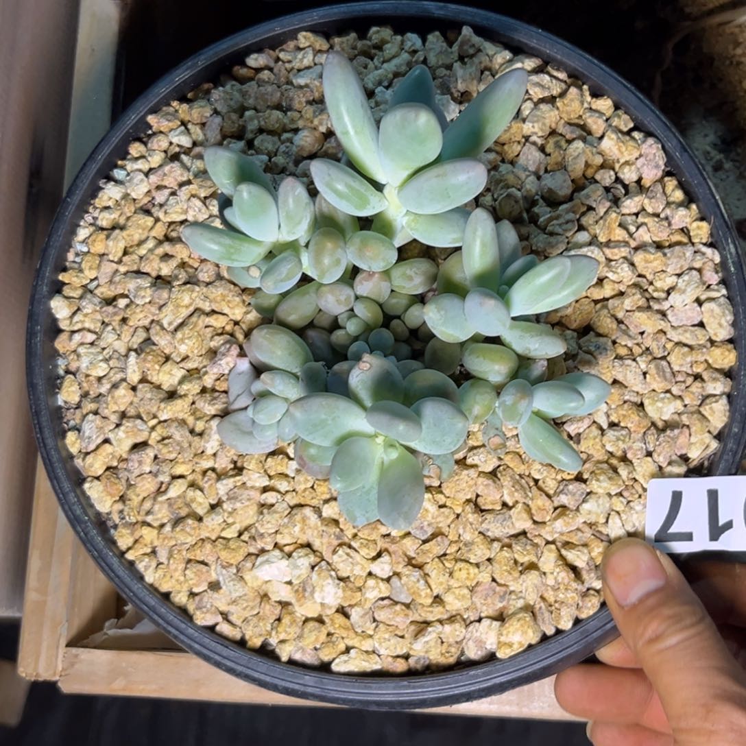 多肉植物白兰迪017