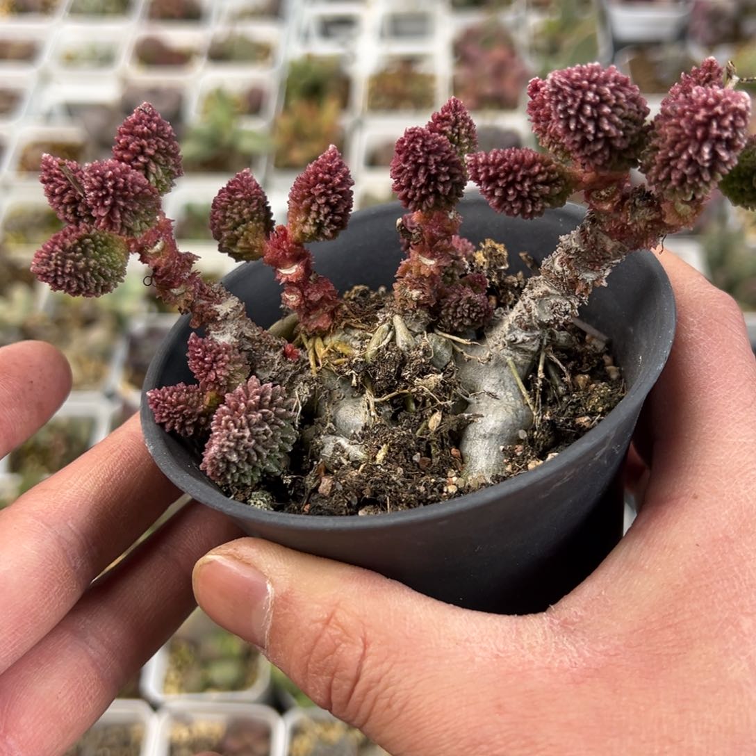 朱紫玉老桩多肉植物水泡