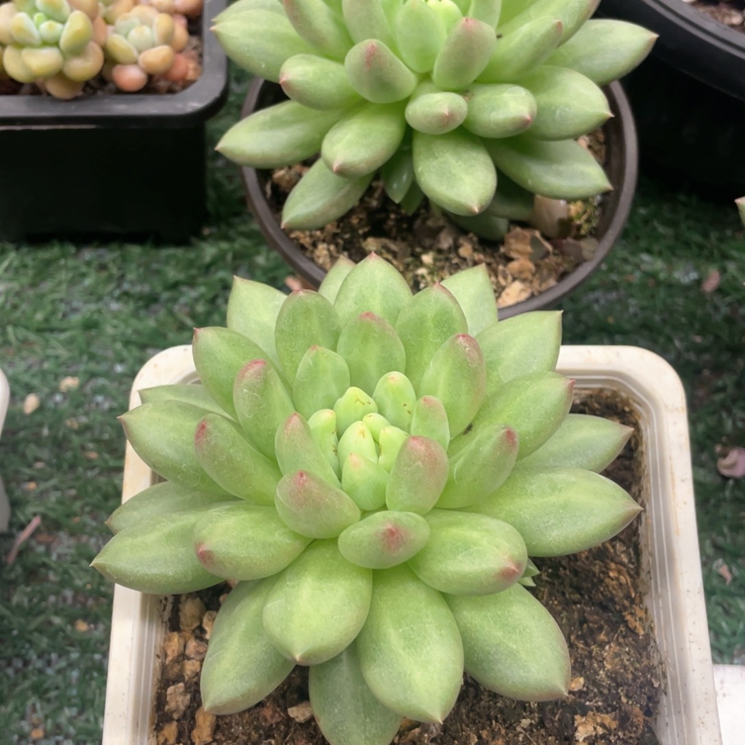 可***心米其林一物一拍28包邮非偏远
