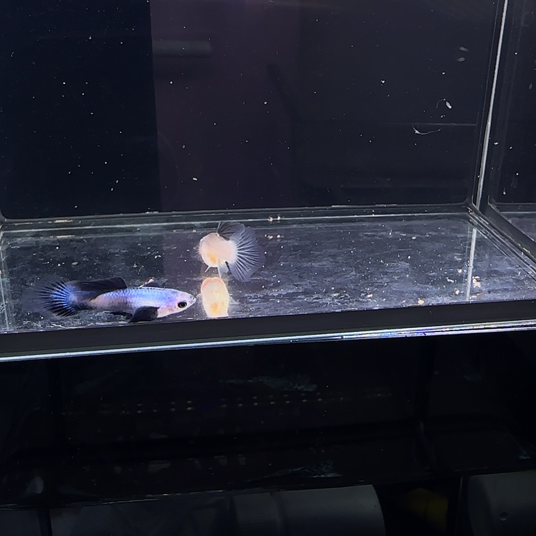 孔雀鱼大耳熊猫一对