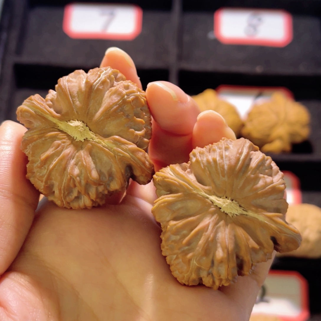 舞*婷秦皇岛山地果全品