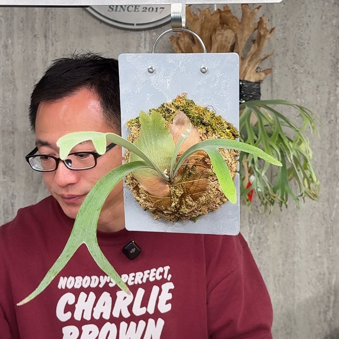 完全开放Pn月光鹿角蕨春野花园