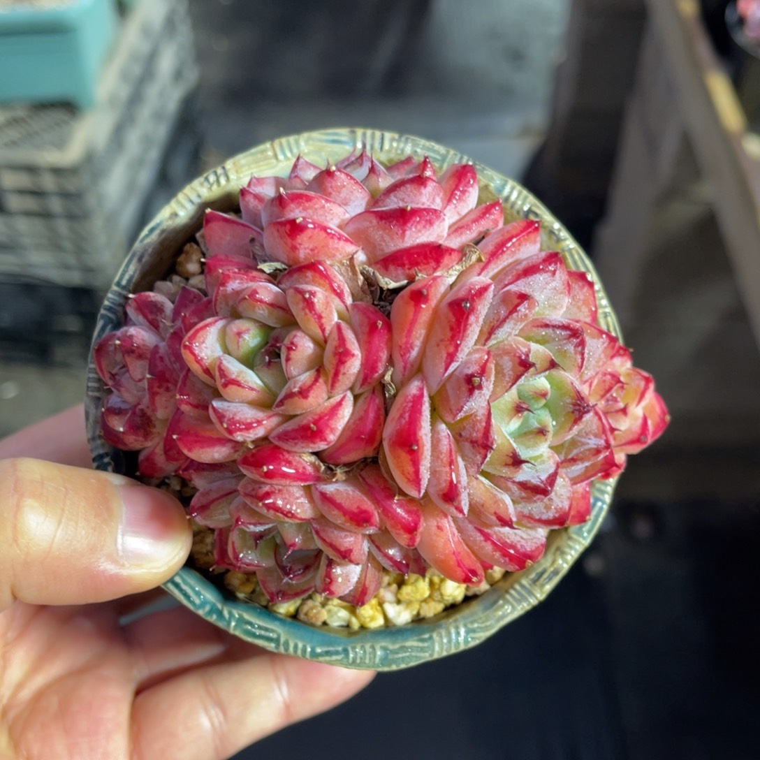 金边佳人一物一拍