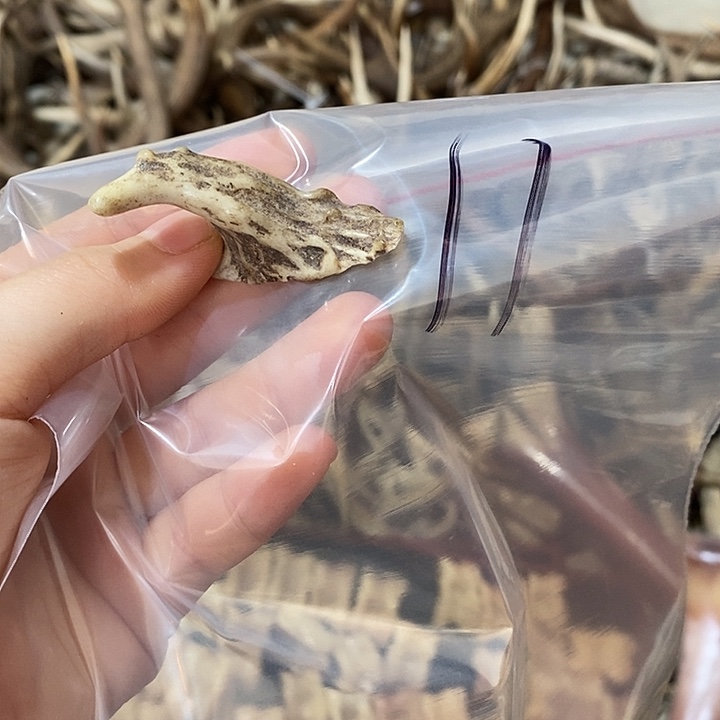 无非金属鹿角鹿角