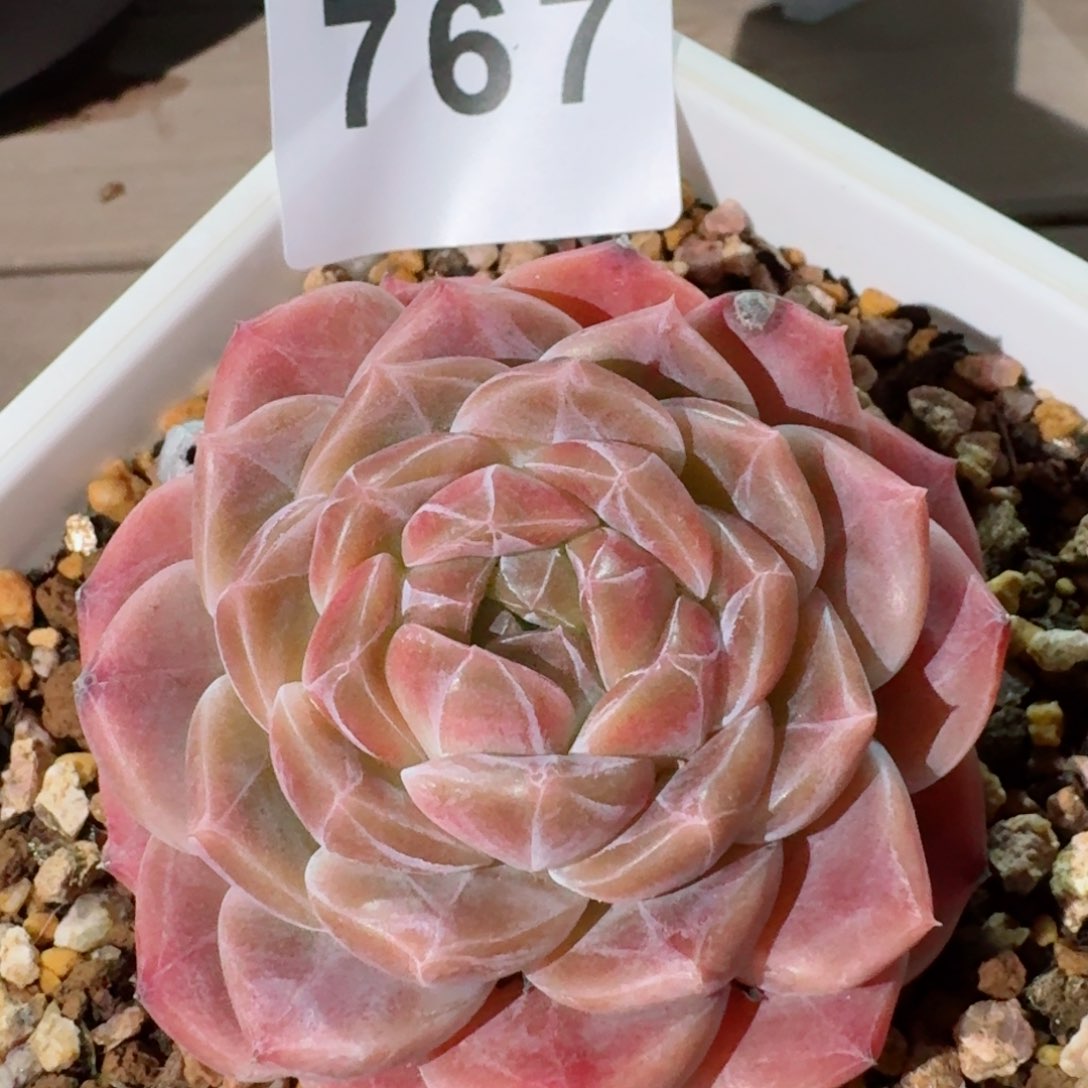 母本巧克力冰魄         精品多肉