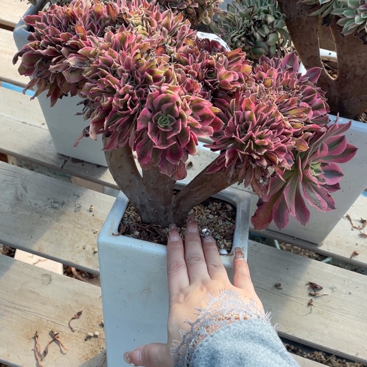 多肉的大肉都要长胖一点