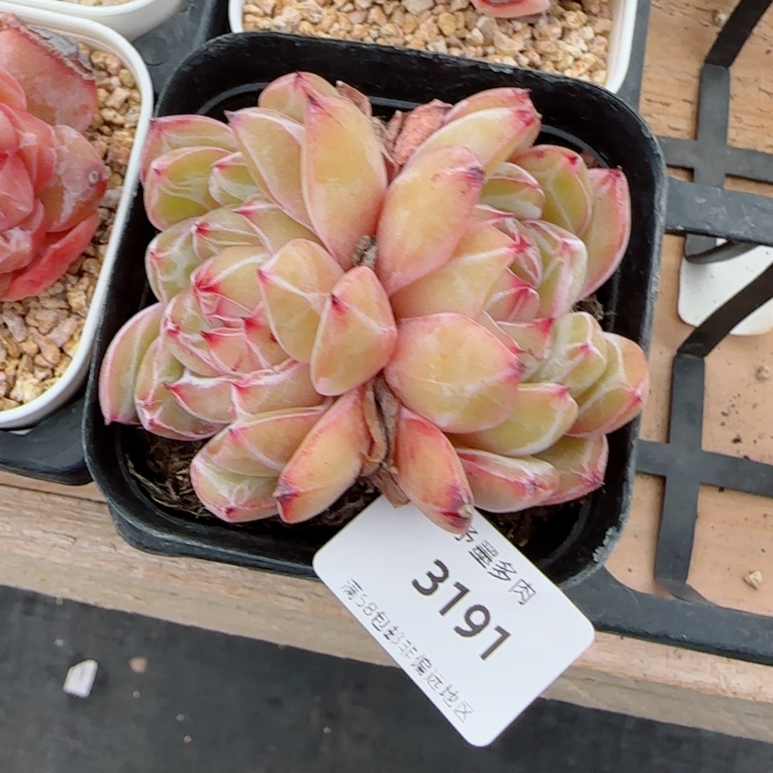 雪花珍妮，3191多肉植物