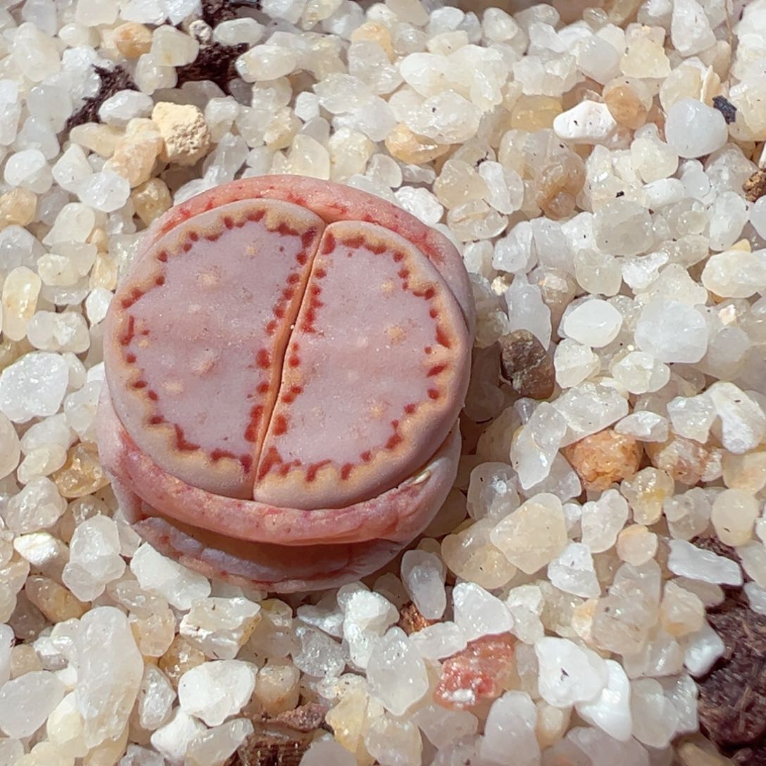 226-461多肉171饼干