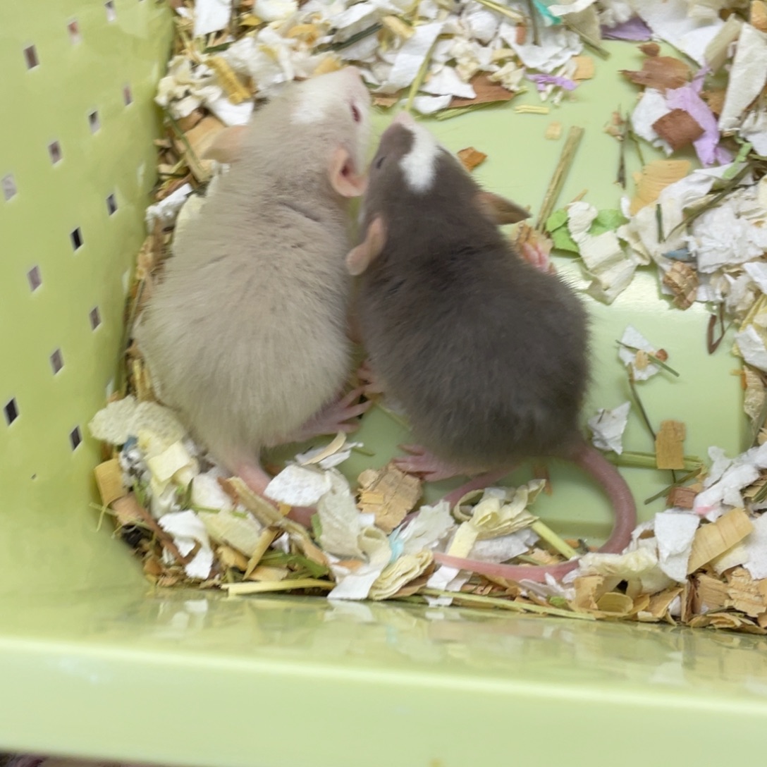 江***水哈士奇一对小情侣