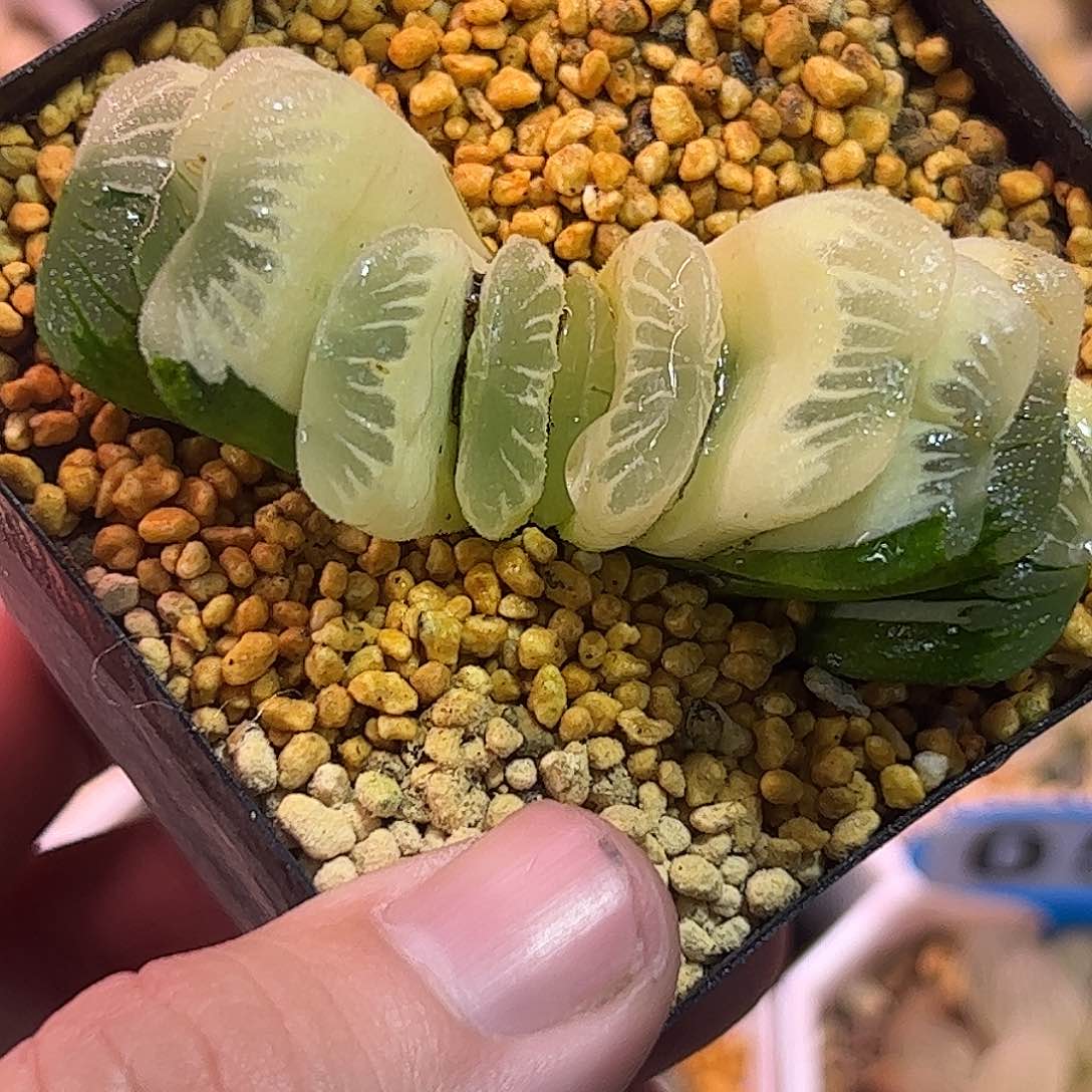 糊斑草玉扇锦十二卷多肉