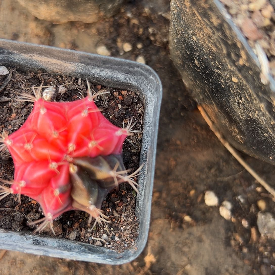 多肉植物多肉植物