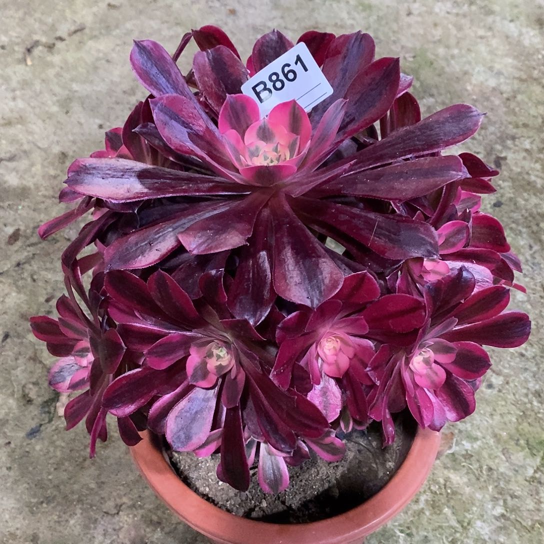 美杜莎多肉植物861