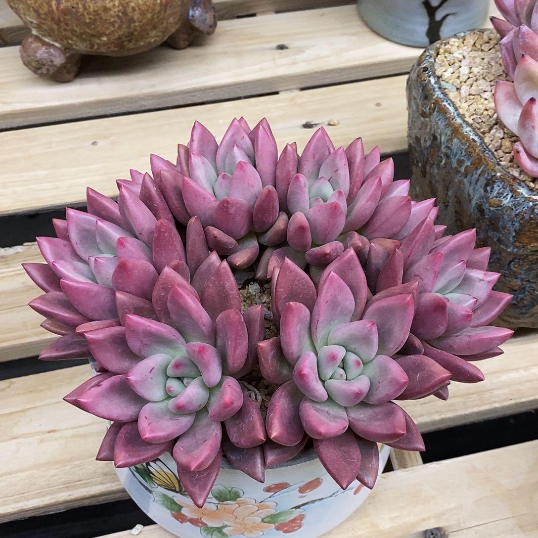 桃花源大群，8头，1234564