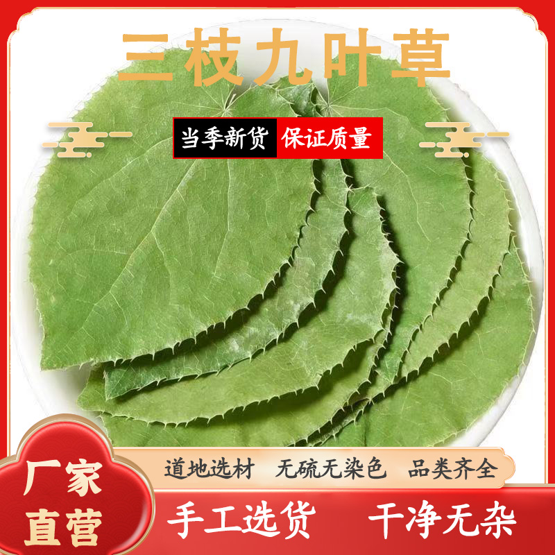 甘肃岷县小圆叶三支九叶草（ 淫羊藿 ）野外自然生长自然晾晒淫羊藿