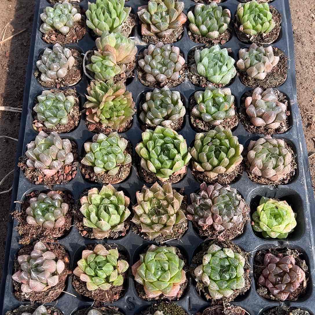 直播福利一物一拍瑕疵不售后005