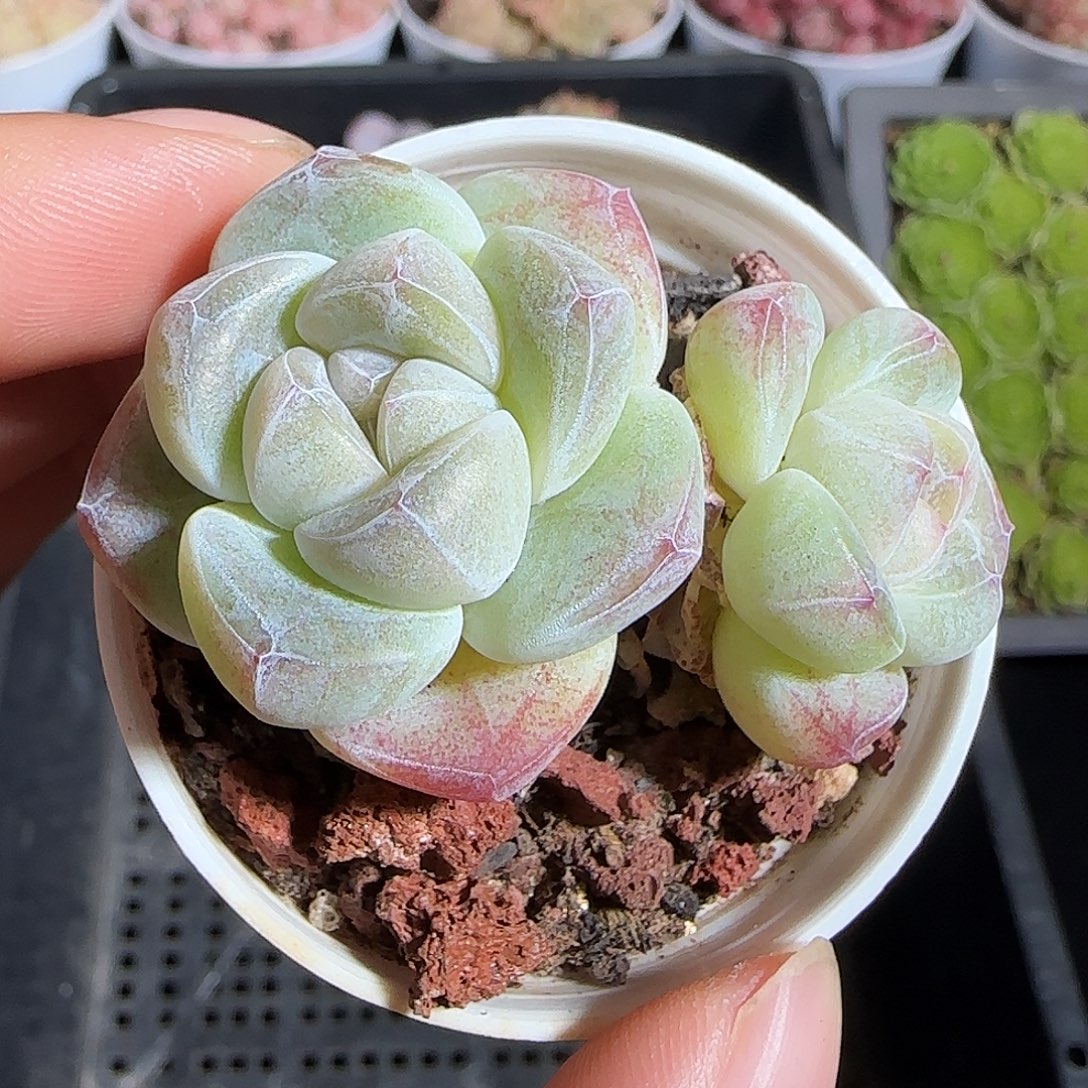 多肉1221-157冰玉双头