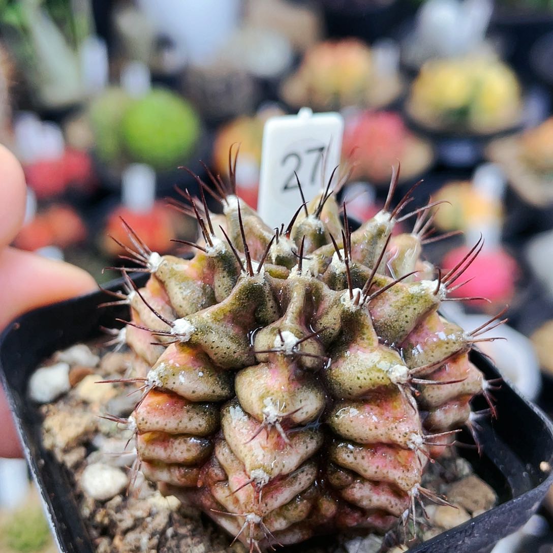 非偏远地区25包邮仙人球